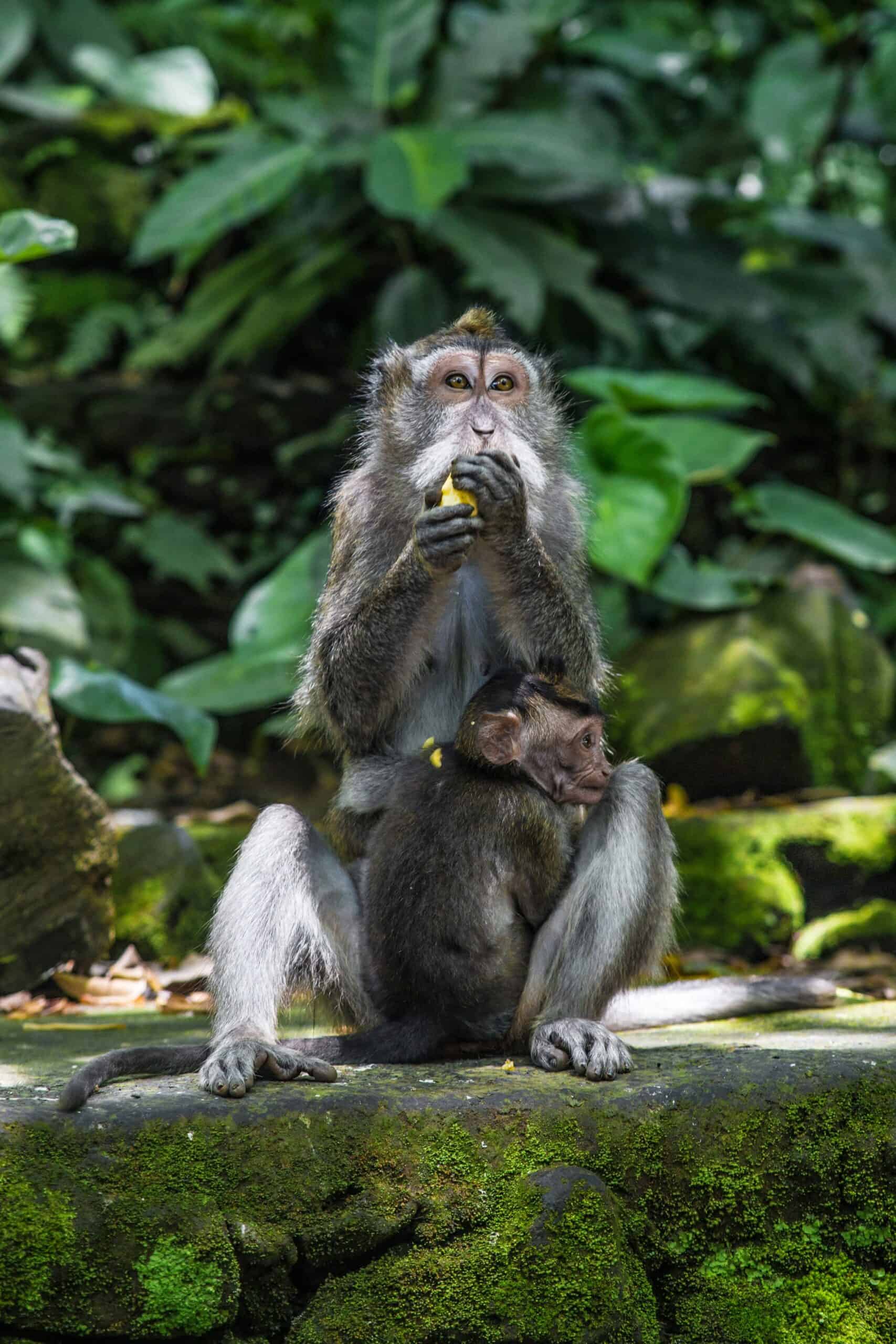 Indonesia scimmia