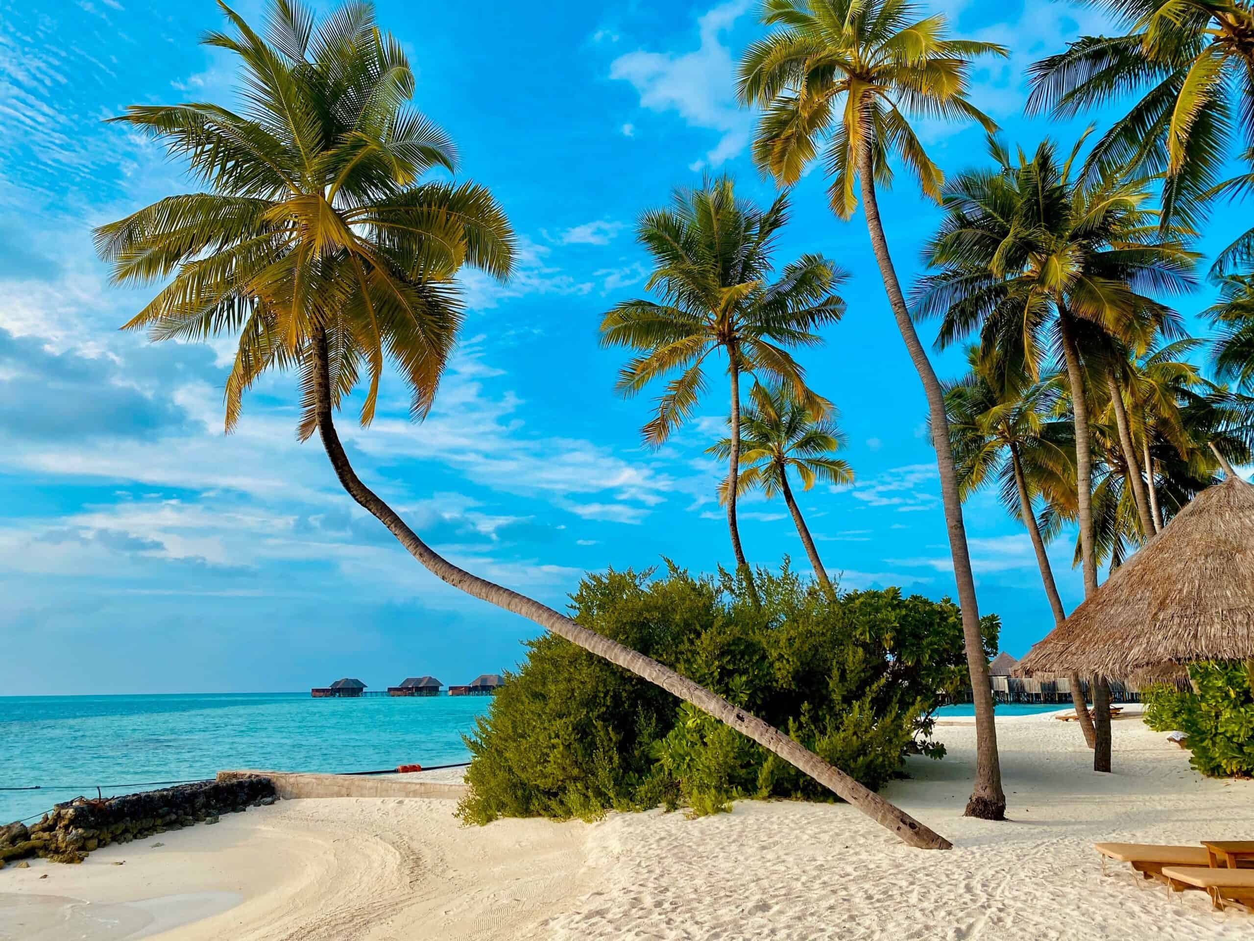 Maldive Palme