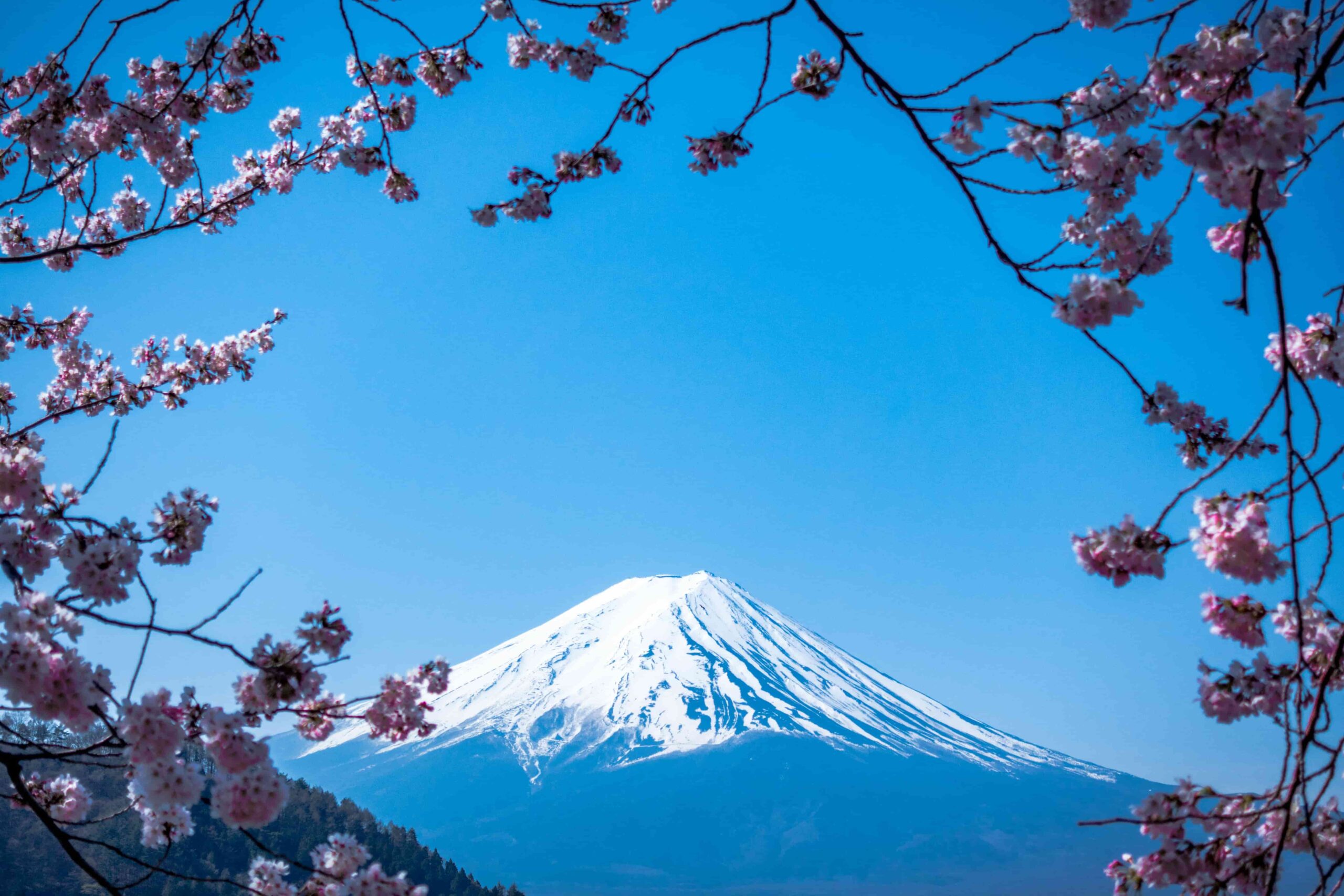 Giappone_Fuji_Hanami