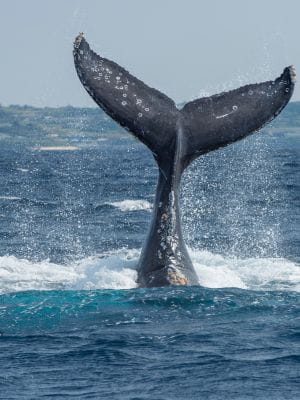 Lofoten_info_speciali (2)