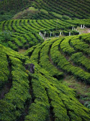 India_elemento_speciale (4)