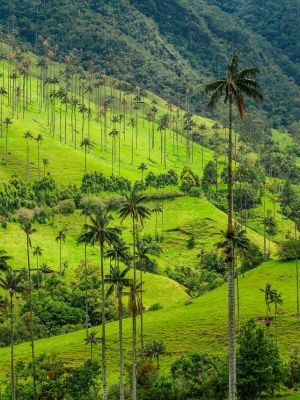 Colombi_info_speciali (1)