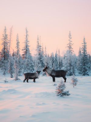 Lapponia_Finlandese (7)