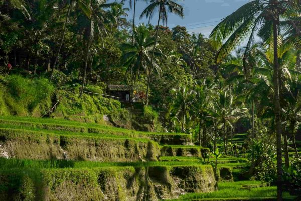Bali_ (4)