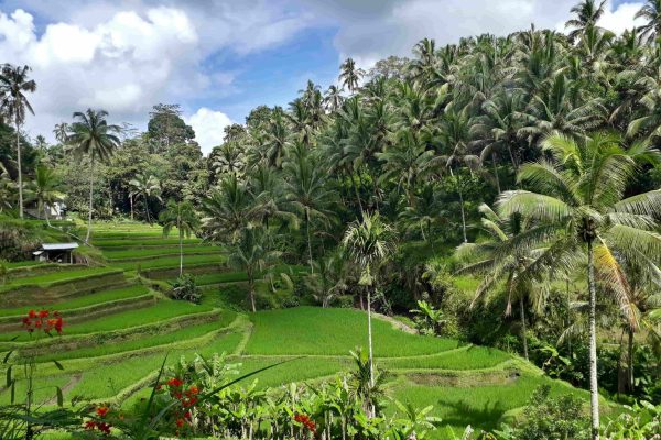 Bali_ (9)