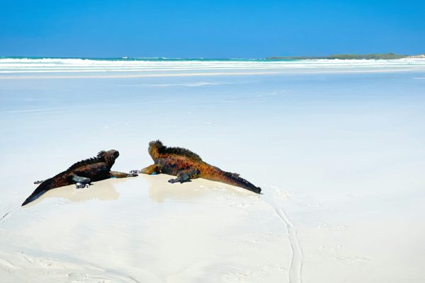 Ecuador e Galápagos_ (14)