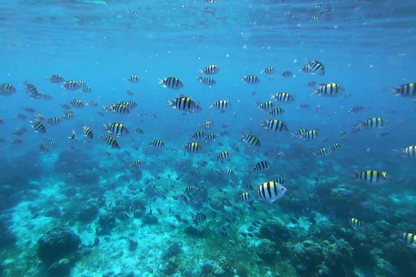 Filippine_snorkeling