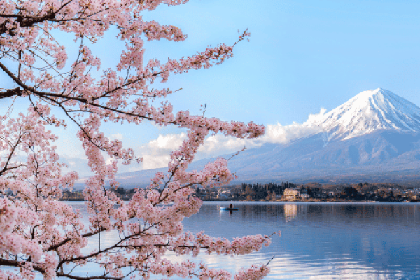 Giappone Fioritura Ciliegi