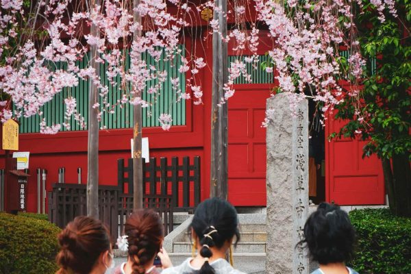 Giappone_Hanami_ (8)