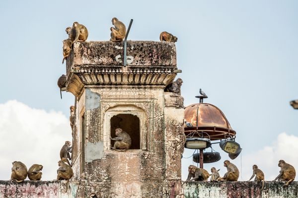India_ (35)