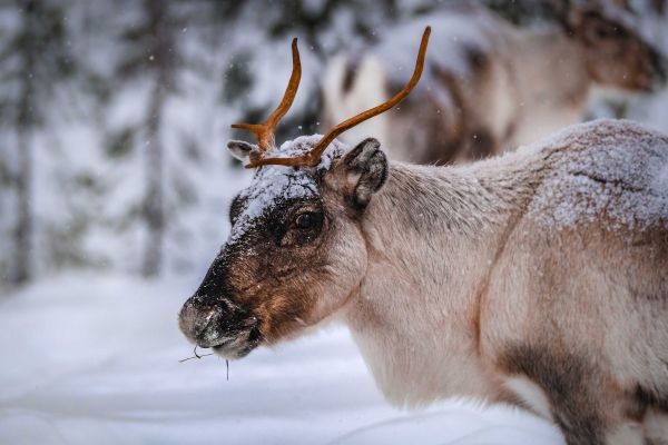 Lapponia_Finlandese (2)