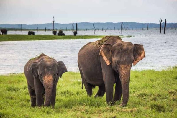 Sri-Lanka-Udawalawe-National-Park.jpg