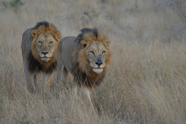 Progetto senza titolo - 1