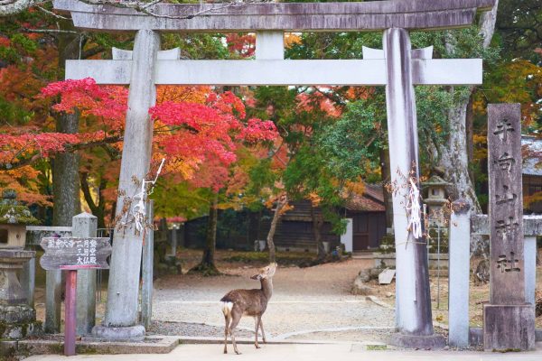 giappone-tempodiviaggi-17